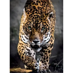 Clementoni Puzzel 1000 stuks jaguar compact