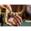 LEGO 77985 Jurassic World Dinosaurusfossielen: Triceratops