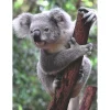 Ravensburger puzzel panda en koala 2 x 500 stukjes