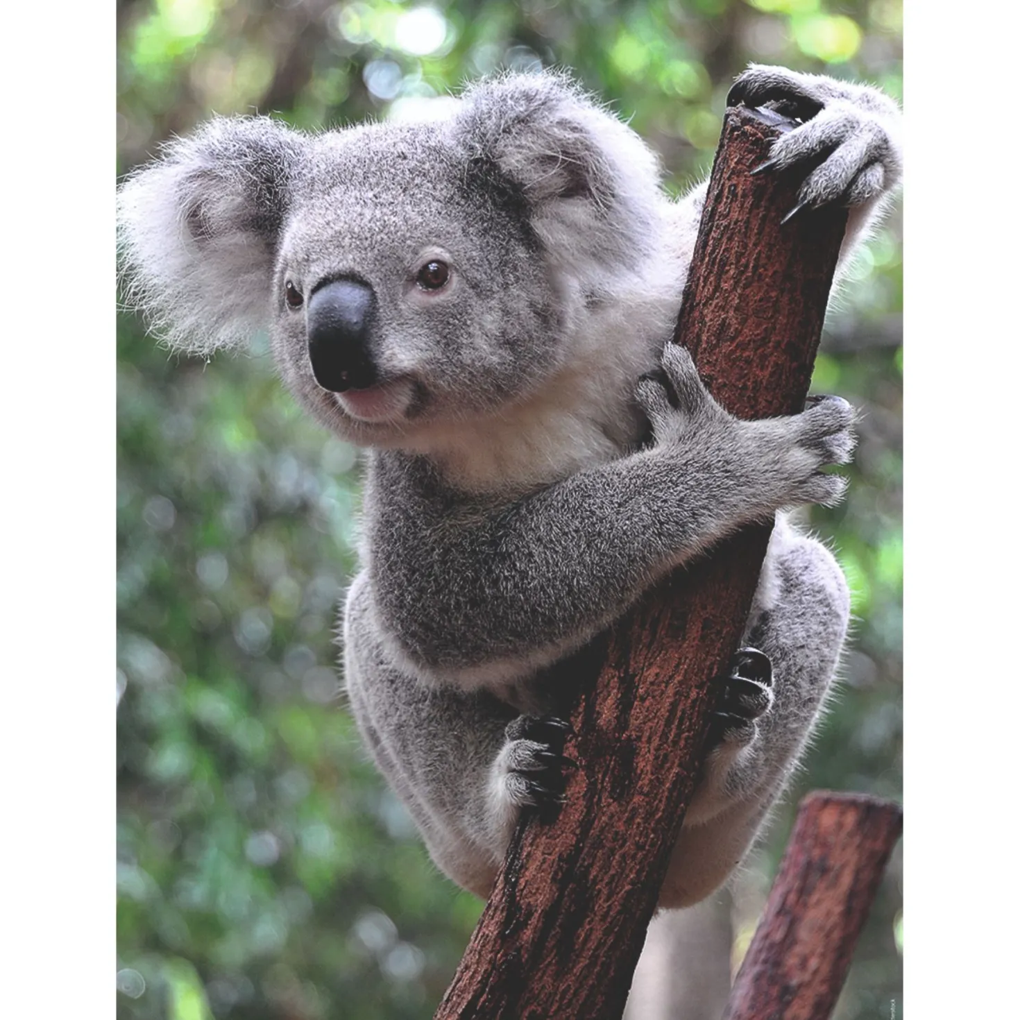 Ravensburger puzzel panda en koala 2 x 500 stukjes