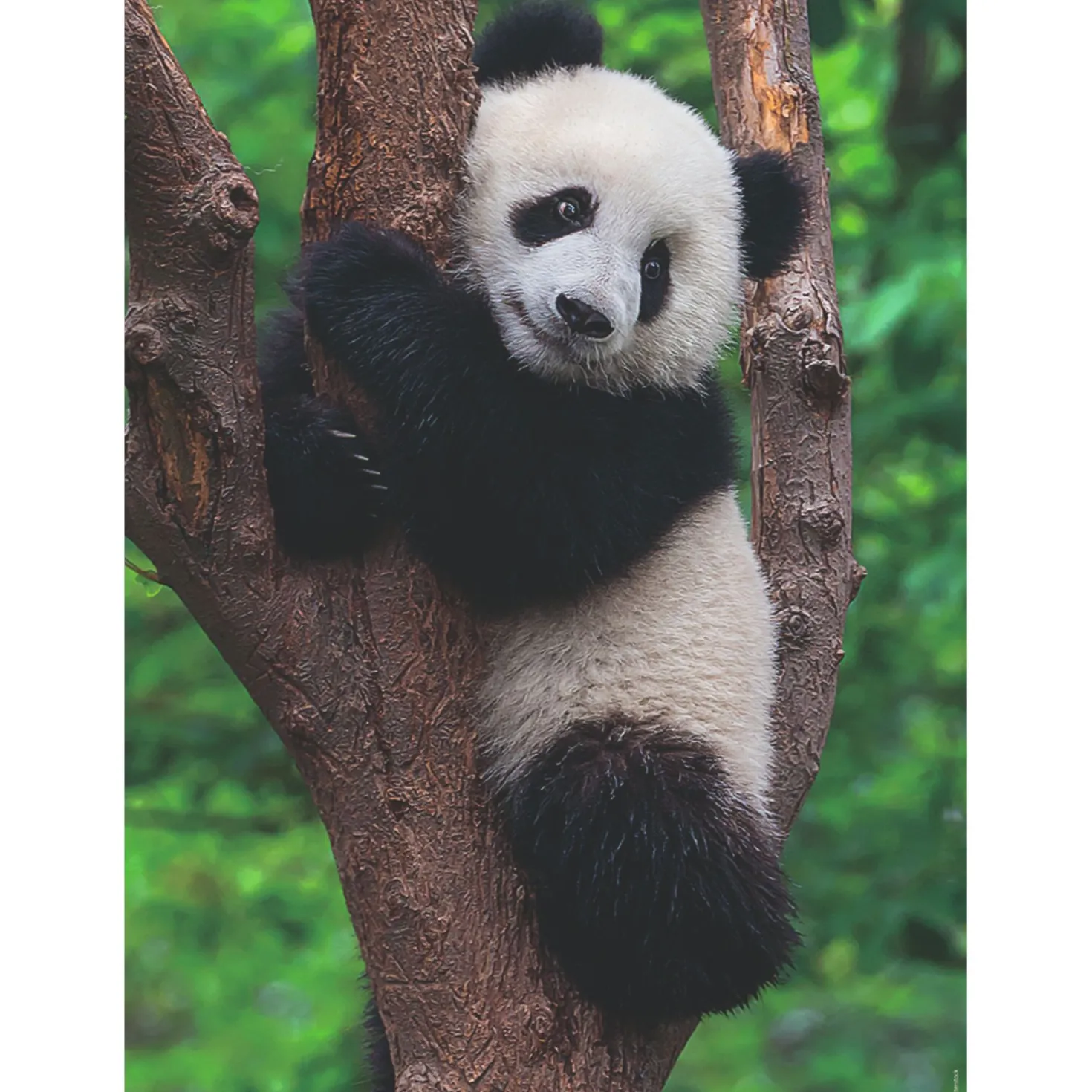 Ravensburger puzzel panda en koala 2 x 500 stukjes