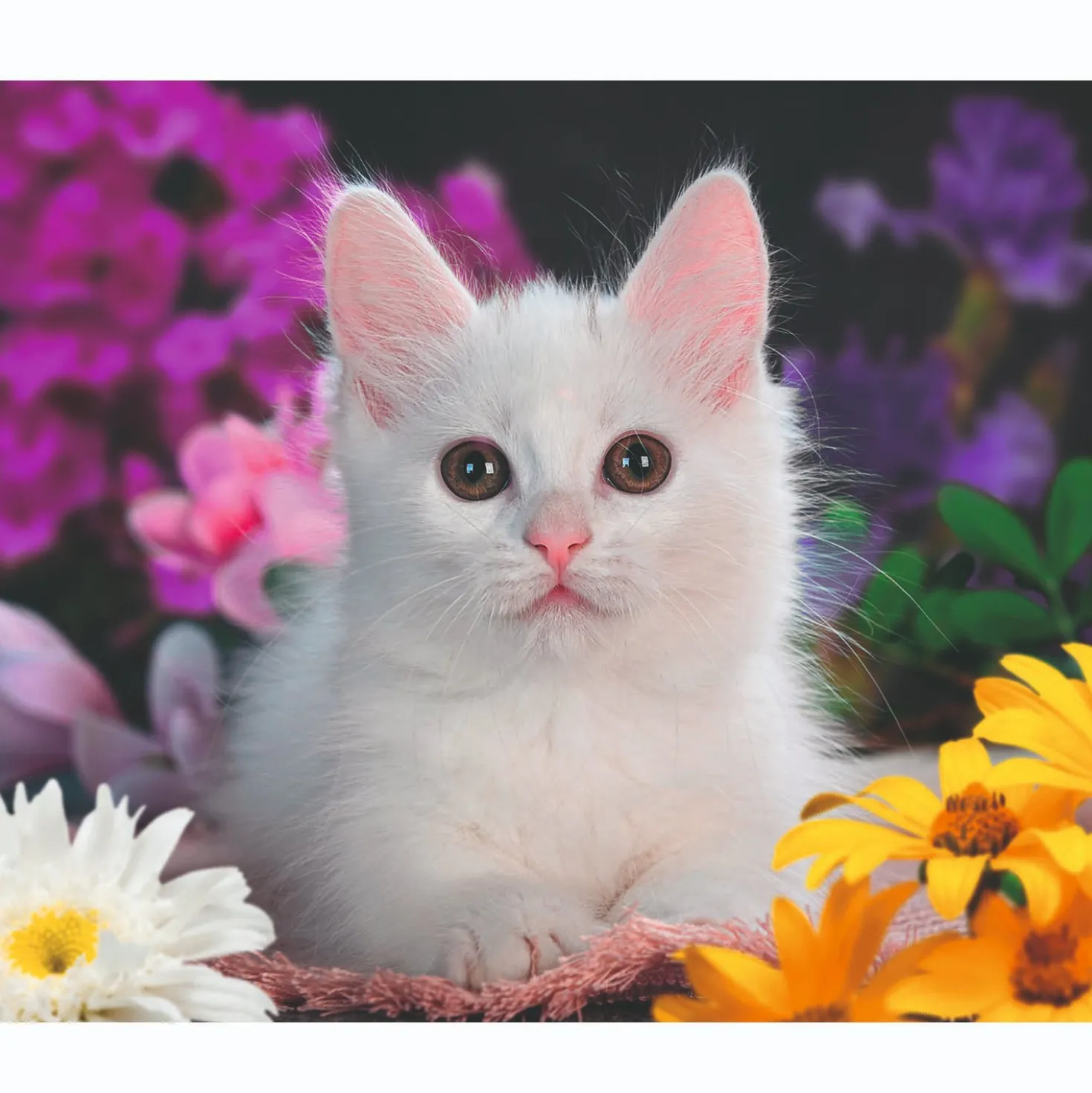 Ravensburger puzzel schitterend katje 100 xxl