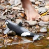 Schleich 14807 Orka